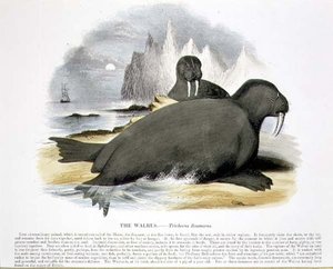 Mursun (Trichecus rosmarus) opetuskuvituspubi. Kristillisen tiedon edistämisyhdistyksen toimesta tekijältä Josiah Wood Whymper