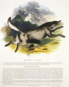 Wolf (Canis lupus) opetuskuvituspubi. Kristillisen tiedon edistämisyhdistys, 1843 (akvatinta)