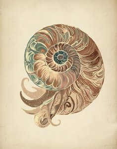 Elegantti nautiluskuori