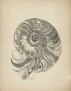 Monimutkainen nautilus-kierre tekijältä Josie George