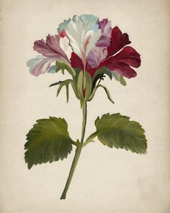 Värikäs pelargoniakukka