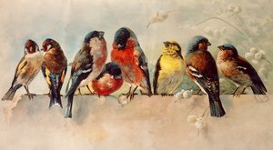 Linnut tekijältä Josse Photo