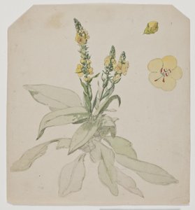 Blooming King Candle (sanallinen huone)