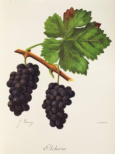 Acheria-rypäle, kirjoittanut J. Troncy tekijältä Jules Troncy