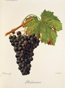 Balsamina-rypäle, J. Troncy tekijältä Jules Troncy