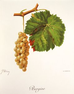Bargine-rypäle, kirjoittanut J. Troncy tekijältä Jules Troncy