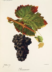 Beaunoir-rypäle, kirjoittanut J. Troncy tekijältä Jules Troncy