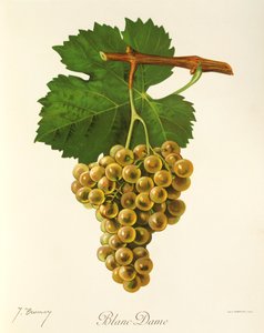 Blanc Dame -rypäle, kirjoittanut J. Troncy tekijältä Jules Troncy
