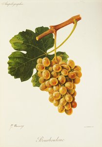 Bourboulenc-rypäle, kirjoittanut J. Troncy tekijältä Jules Troncy