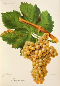 Cabugueiro-rypäle, J. Troncy tekijältä Jules Troncy