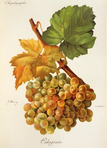 Calagrano-rypäle, kirjoittanut J. Troncy tekijältä Jules Troncy