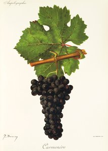 Carmenere-rypäle, kirjoittanut J. Troncy tekijältä Jules Troncy