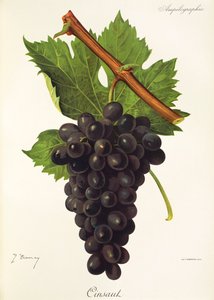 Cinsaut-rypäle, kirjoittanut J. Troncy tekijältä Jules Troncy