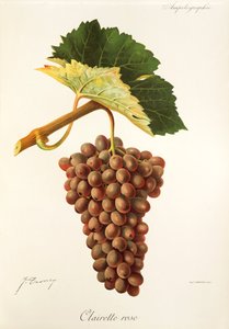 Clairette Rose -rypäle, kirjoittanut J. Troncy tekijältä Jules Troncy