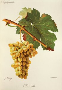 Clairette-rypäle, kirjoittanut J. Troncy tekijältä Jules Troncy