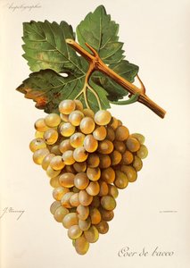 Coeur de Bacco -rypäle, Traite General de Viticulturesta. Ampelografia tekijältä Jules Troncy