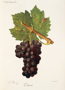 Cornet grape, J. Troncy tekijältä Jules Troncy