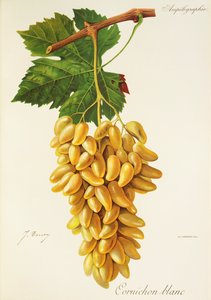 Gherkin White grape, J. Troncy tekijältä Jules Troncy
