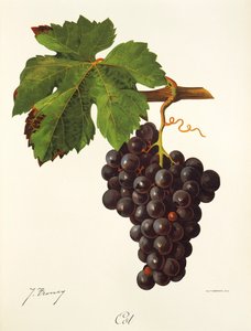 Cot grape, J. Troncy tekijältä Jules Troncy