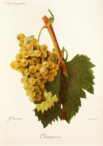 Cramposie-rypäle, kirjoittanut J. Troncy tekijältä Jules Troncy