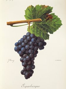 Esparbasque-rypäle, kirjoittanut J. Troncy tekijältä Jules Troncy
