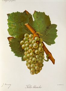 J. Troncy Folle Blanche -rypäle tekijältä Jules Troncy