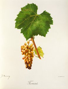 Furmint-rypäle, kirjoittanut J. Troncy tekijältä Jules Troncy