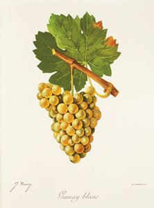 Gamay Blanc -rypäle, kirjoittanut J. Troncy tekijältä Jules Troncy