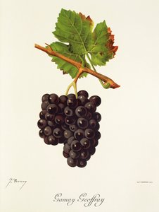 Gamay Geoffray -rypäle, kirjoittanut J. Troncy tekijältä Jules Troncy