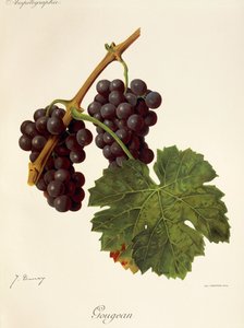 Gougean-rypäle, kirjoittanut J. Troncy tekijältä Jules Troncy