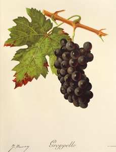 Groppello-rypäle, kirjoittanut J. Troncy tekijältä Jules Troncy