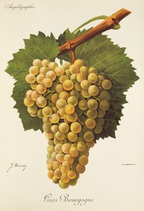 Gros Bourgogne -rypäle, kirjoittanut J. Troncy