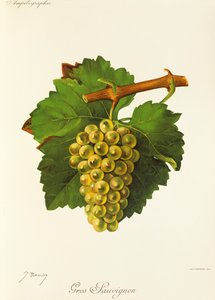 Gros Sauvignon -rypäle, kirjoittanut J. Troncy tekijältä Jules Troncy