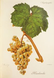 Harslevelu-rypäle, kirjoittanut J. Troncy tekijältä Jules Troncy