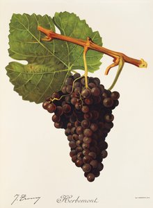 Herbemont-rypäle, kirjoittanut J. Troncy tekijältä Jules Troncy