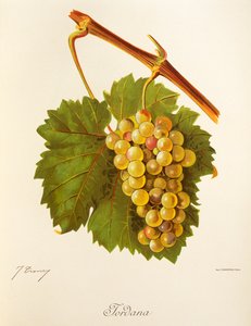 J. Troncy Jordana-rypäle tekijältä Jules Troncy