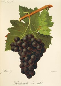 Kechmish Ali Violet -rypäle, kirjoittanut J. Troncy tekijältä Jules Troncy