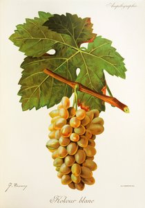 Kokour Blanc -rypäle, kirjoittanut J. Troncy tekijältä Jules Troncy