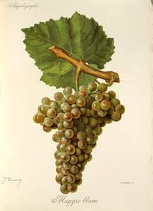 Mauzac Blanc -rypäle, kirjoittanut J. Troncy tekijältä Jules Troncy