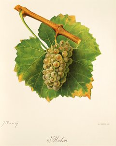 Melonirypäle, kirjoittanut J. Troncy tekijältä Jules Troncy