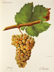 Wheel grape J. Troncy tekijältä Jules Troncy