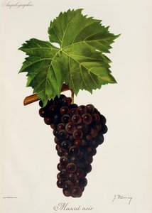 Muscat Noir -rypäle, kirjoittanut J. Troncy tekijältä Jules Troncy