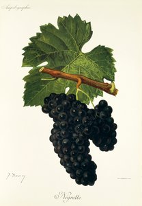 Negrette-rypäle, kirjoittanut J. Troncy tekijältä Jules Troncy