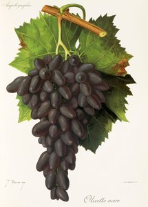 Olivette Noire -rypäle, kirjoittanut J. Troncy tekijältä Jules Troncy