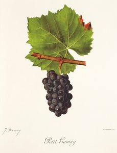 Petit Gamay -rypäle, kirjoittanut J. Troncy