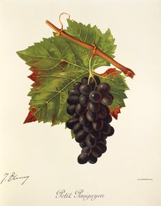 Petit Paugayen -rypäle, kirjoittanut J. Troncy tekijältä Jules Troncy