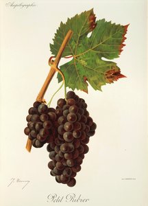 Petit Ribier -rypäle, kirjoittanut J. Troncy tekijältä Jules Troncy
