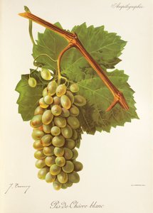 Pis-de-Chevre Blanc -rypäle, J. Troncy tekijältä Jules Troncy