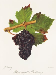 Istuta J. Troncy Rouge de Chaudenay -rypäle tekijältä Jules Troncy