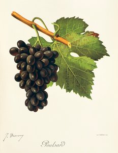 Poulsard-rypäle, kirjoittanut J. Troncy tekijältä Jules Troncy
